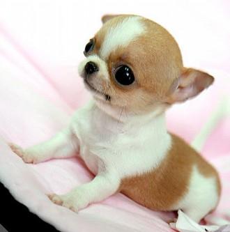 世界最小狗,让人感叹造物主的神奇