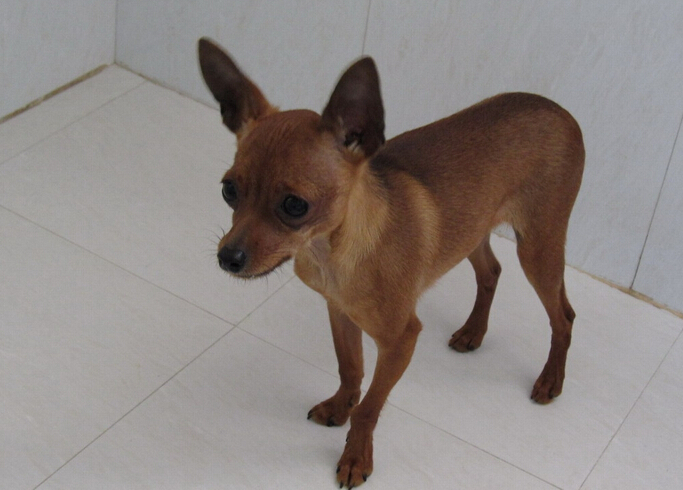 世界最小狗,让人感叹造物主的神奇