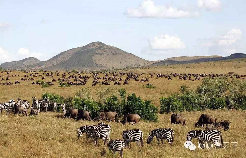 在大耳垂肩、牛粪洗脸、狮子畏惧的马赛人家做客