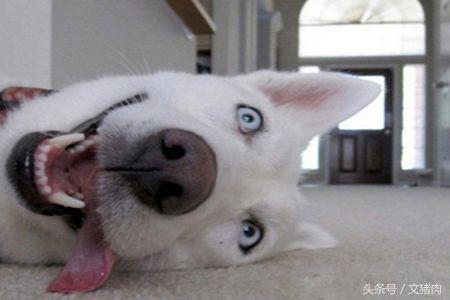 如何看自家狗狗是什么星座的,12星座对应的狗狗是哪个星座