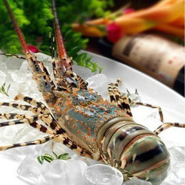 厦门的虾,厦门有哪几种虾