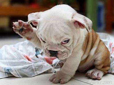 如何看自家狗狗是什么星座的,12星座对应的狗狗是哪个星座