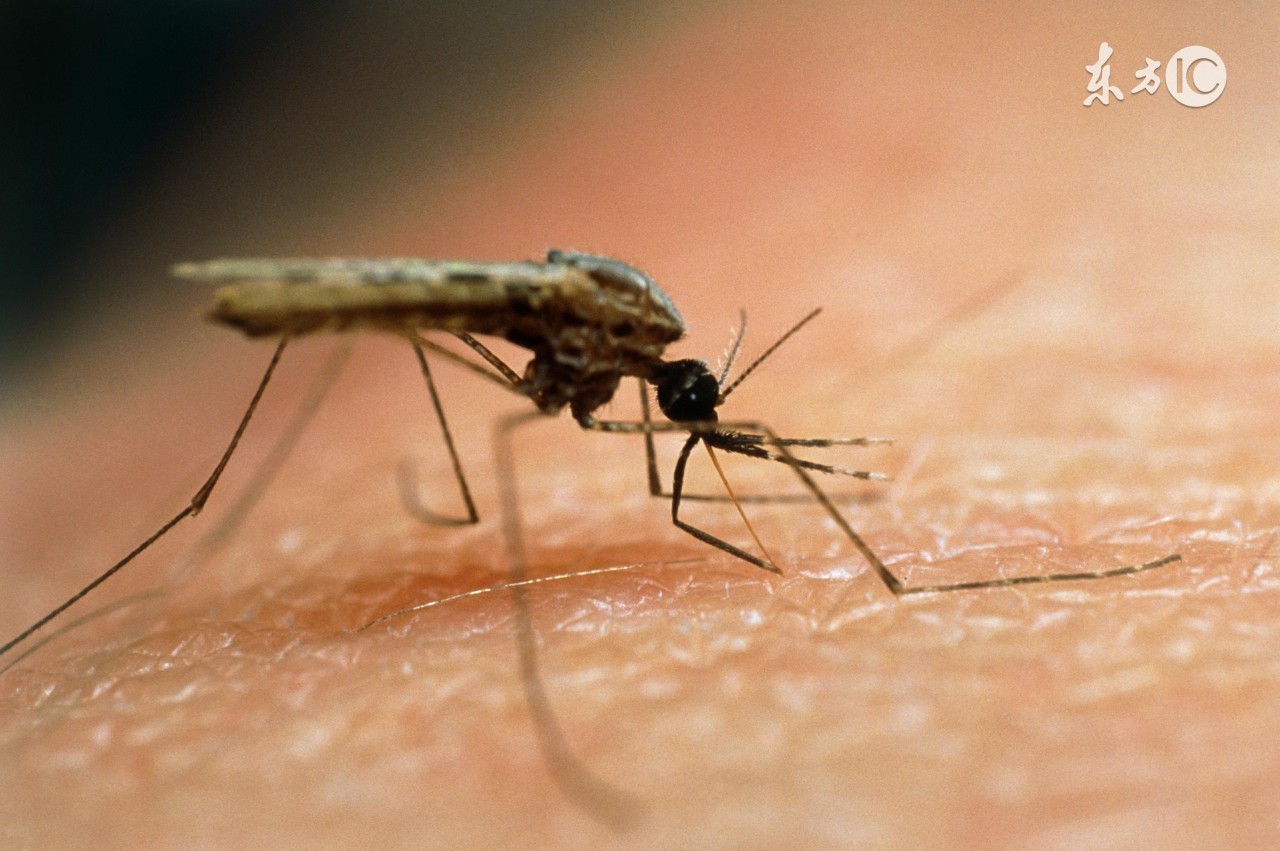 为什么孕妇宝宝最受蚊子“青睐”？原因居然是这！