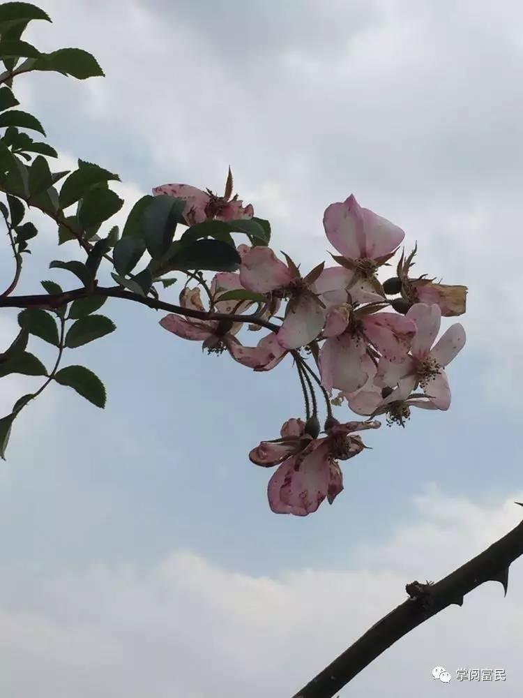 花开花落手机摄影,开到荼蘼花事了在线阅读