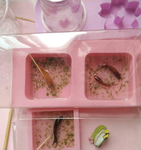 小小的金鱼死了怎么才能救活,彩色的金鱼死了还能够救活吗