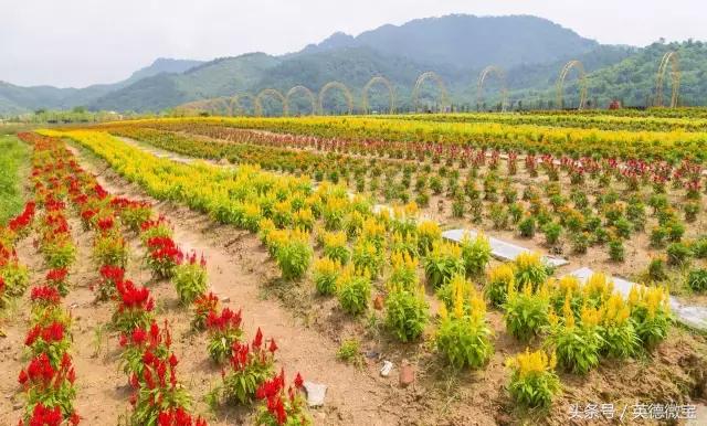 刘家旺普罗旺斯薰衣草花海,法国普罗旺斯薰衣草花海唯美视频