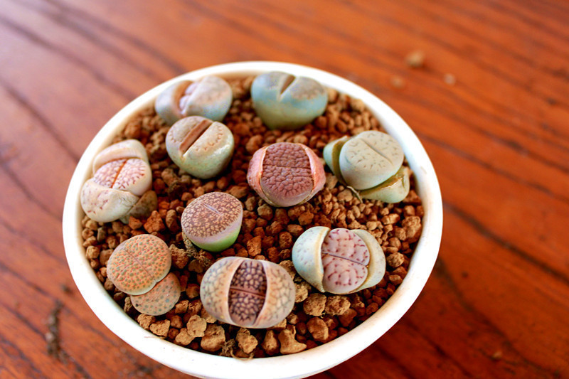 多肉有没有除甲醛的效果,吸附甲醛的多肉