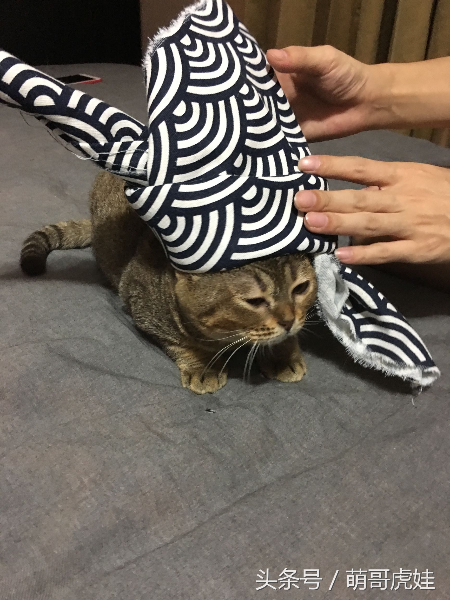 喵星人偷吃被主人发现这表情超赞,猫咪太胖铲屎官帮它减肥