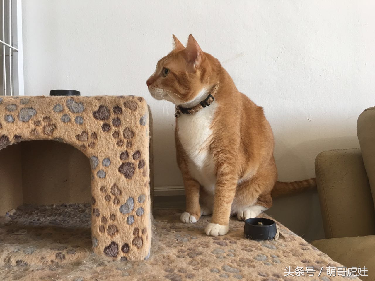 喵星人偷吃被主人发现这表情超赞,猫咪太胖铲屎官帮它减肥