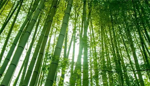 远离市区20公里住在月租600元的房子里，却能够在屋前看麦田，屋后看竹林，自给自足的生活是这样啊~