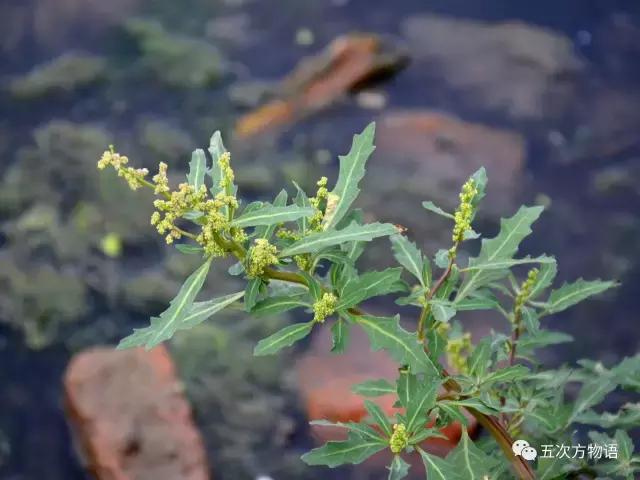 苋菜又叫什么菜长寿菜,灰菜和藜菜