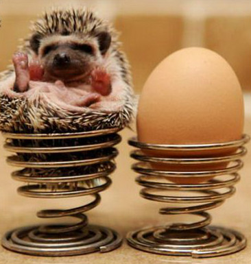 还能够养这样的宠物！初识非洲迷你刺猬