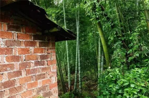 远离市区20公里住在月租600元的房子里，却能够在屋前看麦田，屋后看竹林，自给自足的生活是这样啊~