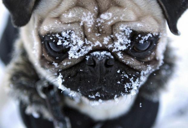 十大最可爱的宠物狗排行榜,十大最受欢迎宠物狗排行榜