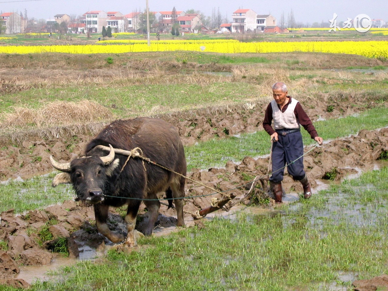 农村养老保险到多大年龄能领钱,农村养老保险多大能够领钱