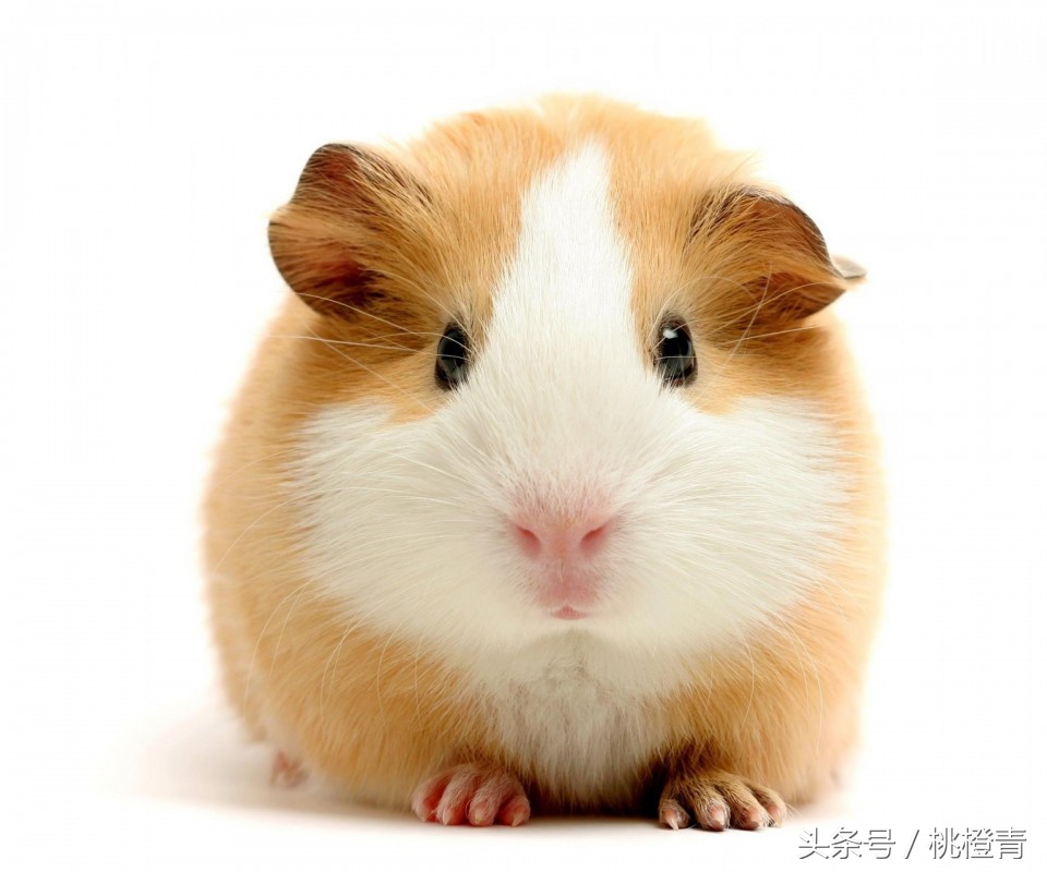 饲养仓鼠需要注意什么细节,仓鼠的喂养方法与注意事项