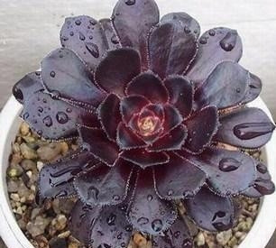 多肉有没有除甲醛的效果,吸附甲醛的多肉