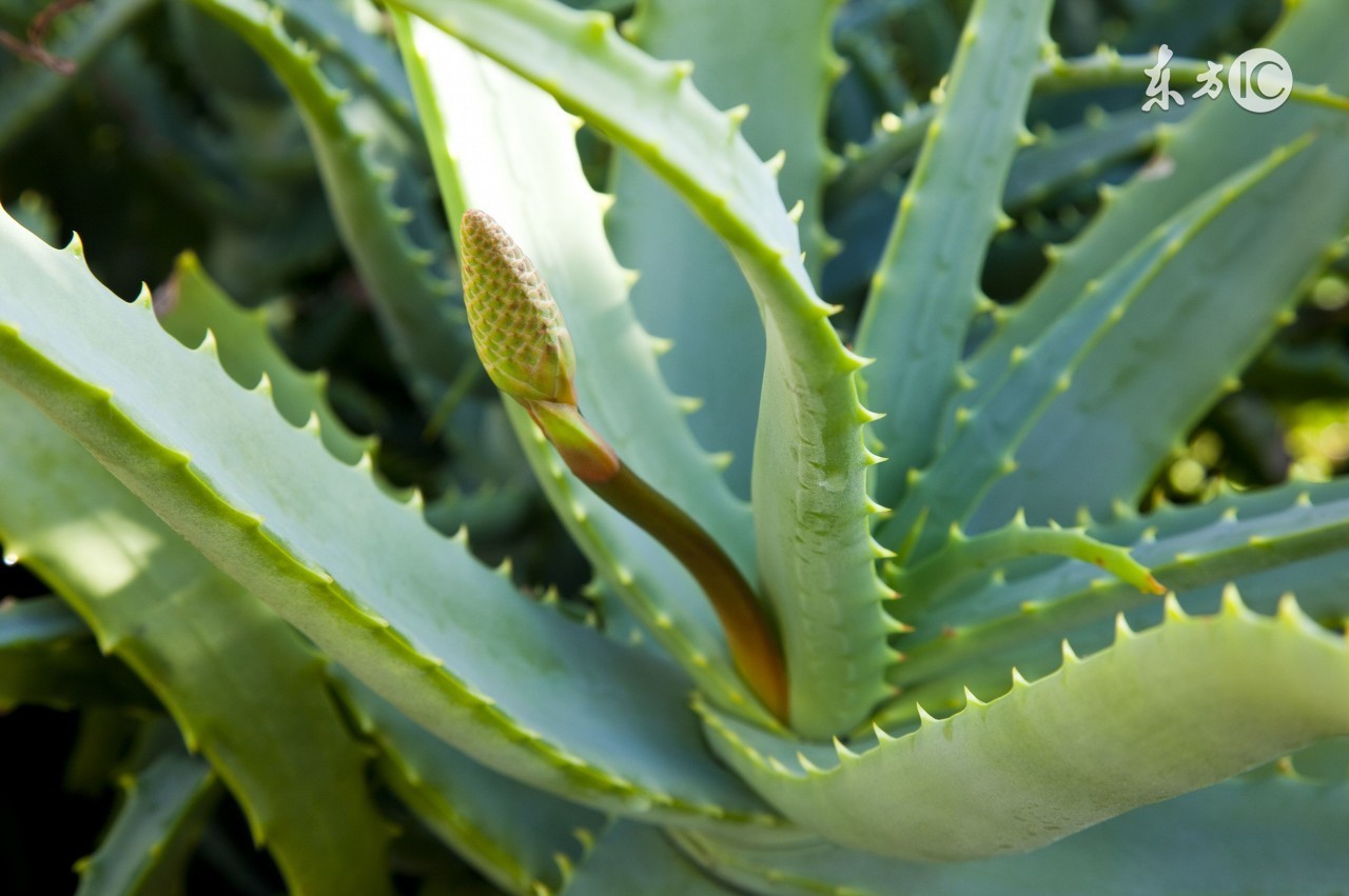 一些草本植物能够美容的图片 (能够美肤的植物有哪些)