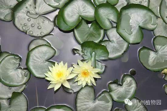 OMG！睡莲居然不是莲，今天才知道！