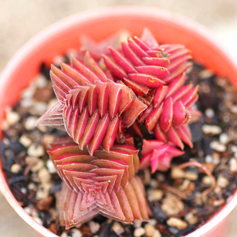 多肉有没有除甲醛的效果,吸附甲醛的多肉