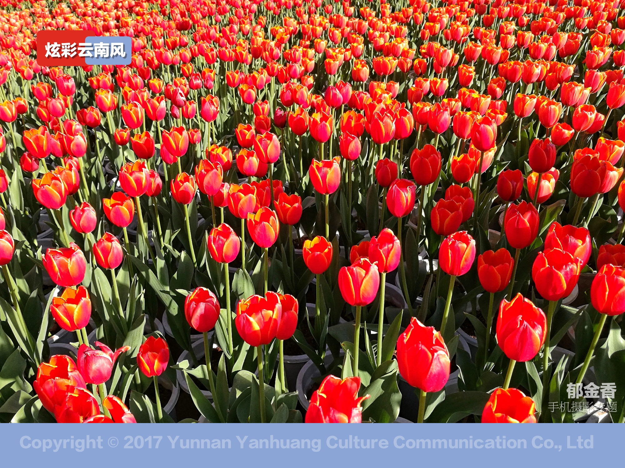手机拍摄唯美的郁金香,荷兰国花郁金香造型