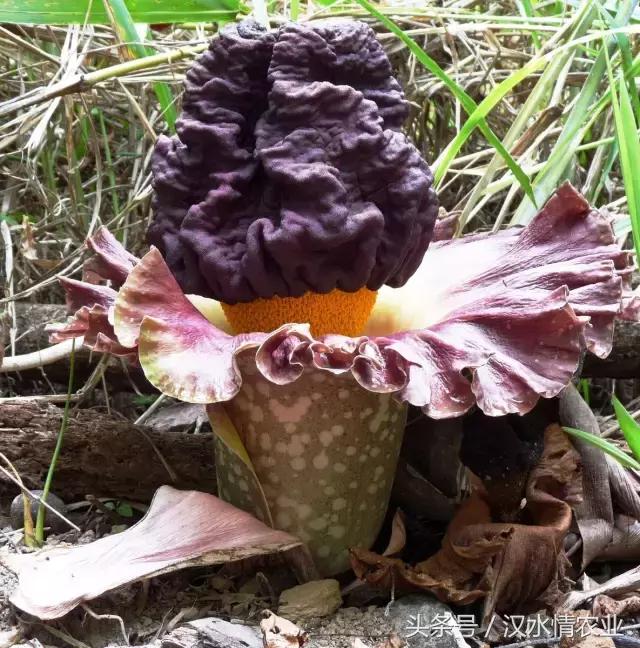 「富硒集市」到底是魔芋、磨芋、还是蘑芋？