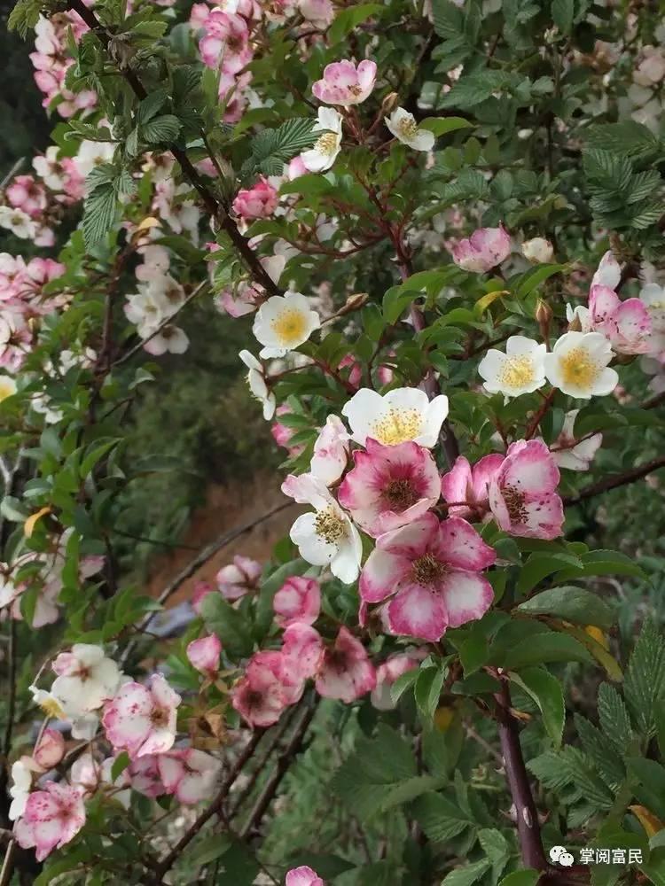 花开花落手机摄影,开到荼蘼花事了在线阅读