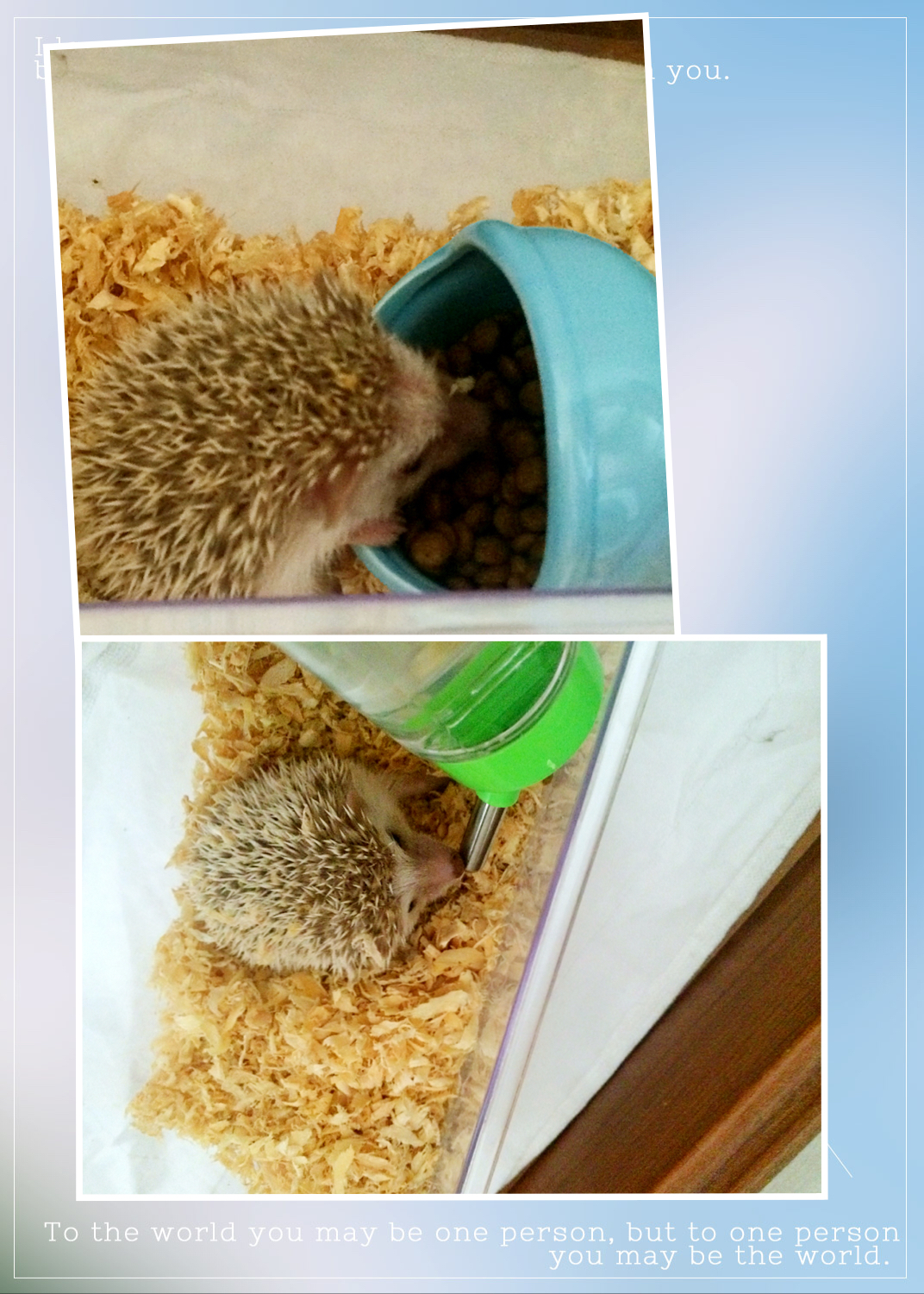 还能够养这样的宠物！初识非洲迷你刺猬