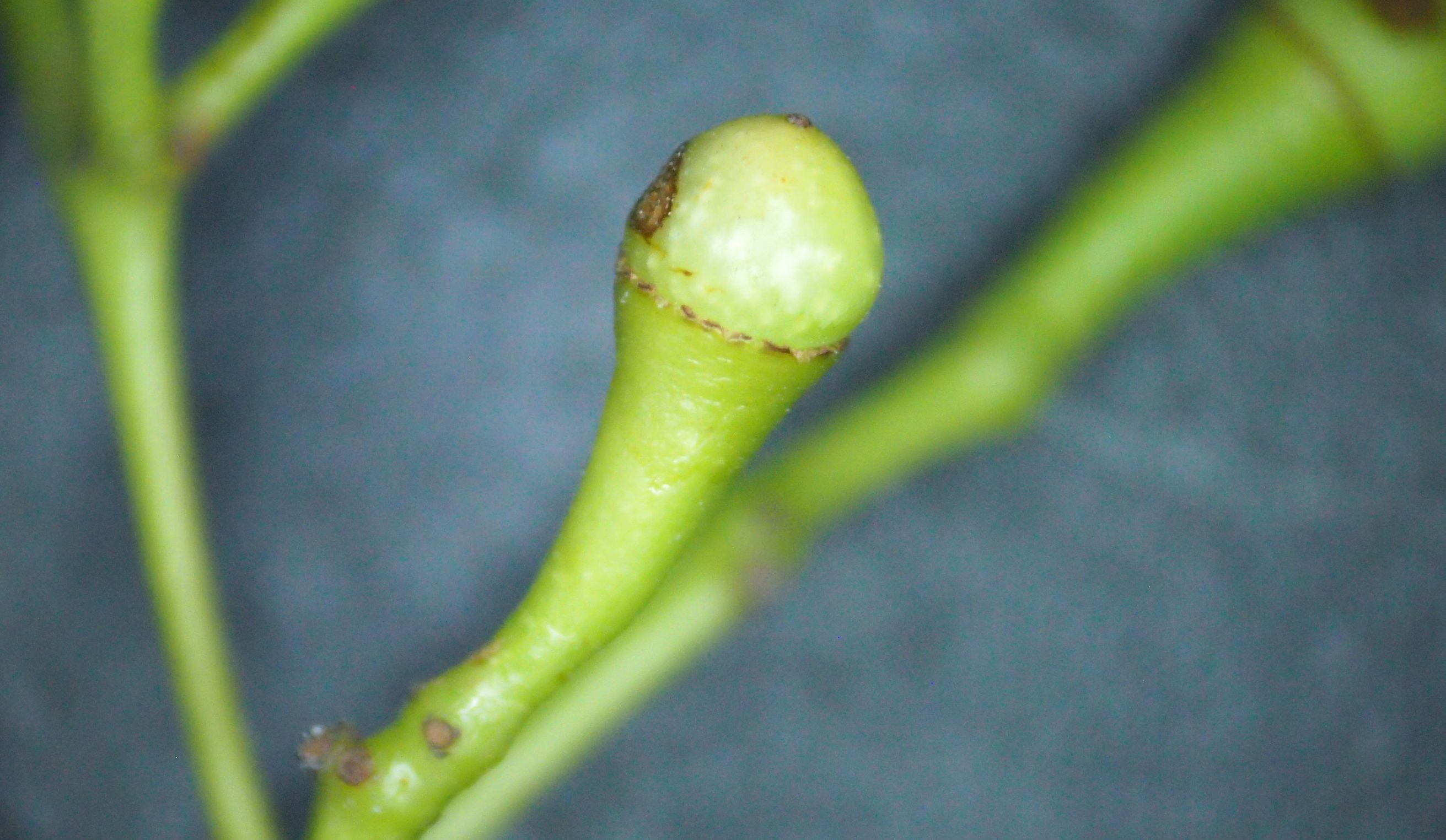 樟脑香气扑鼻,樟字名字意义