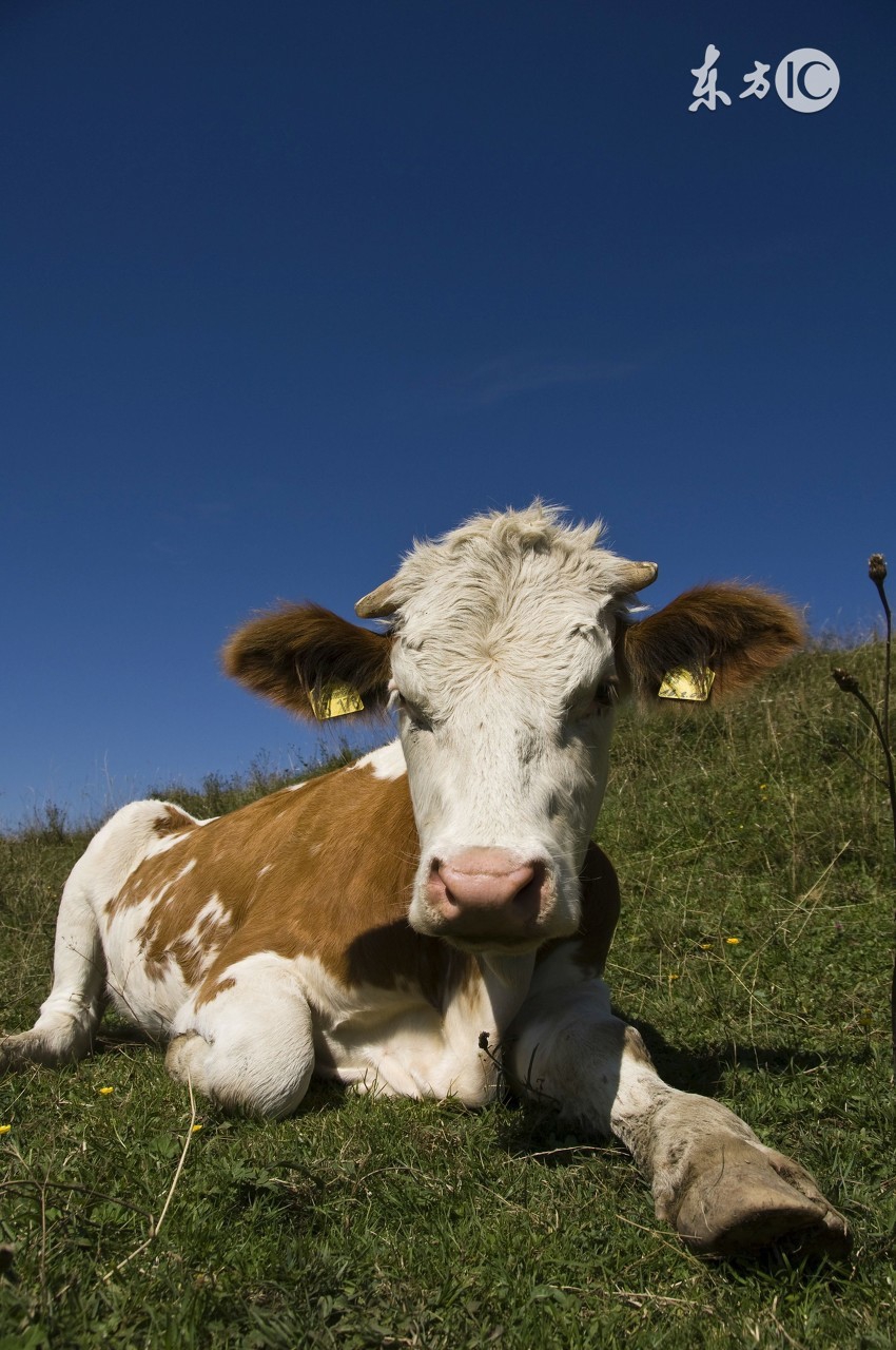 生肖牛不幸的年份,生肖牛在哪年运气最好