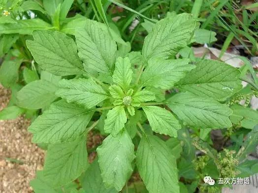 苋菜又叫什么菜长寿菜,灰菜和藜菜