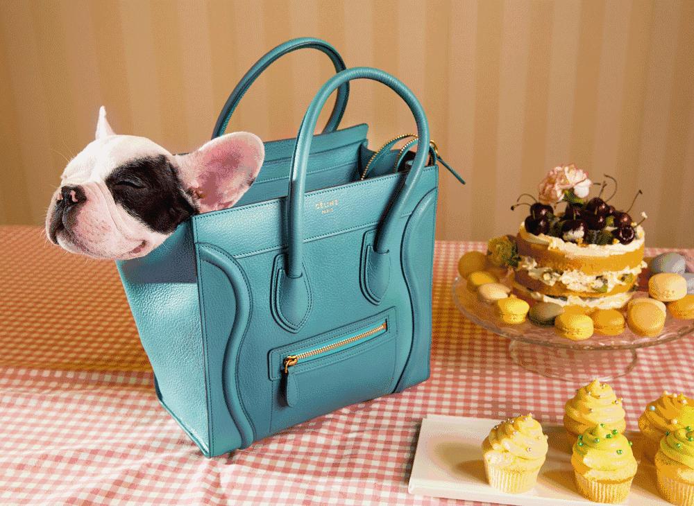 人模狗样和狗模人样的区别,人模人样和人模狗样有区别吗