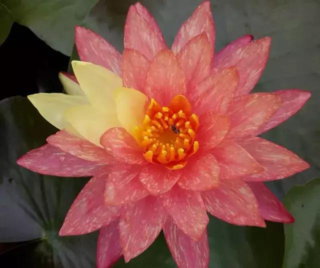 绿色的西双版纳,绿色的西双版纳完全版