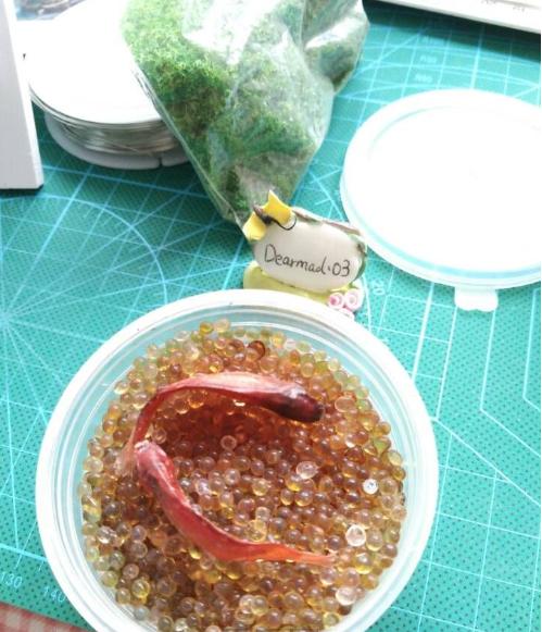 小小的金鱼死了怎么才能救活,彩色的金鱼死了还能够救活吗