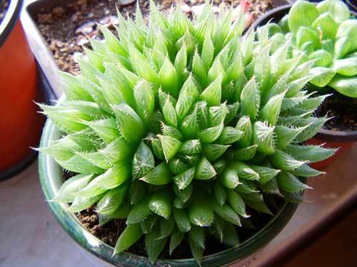 多肉有没有除甲醛的效果,吸附甲醛的多肉