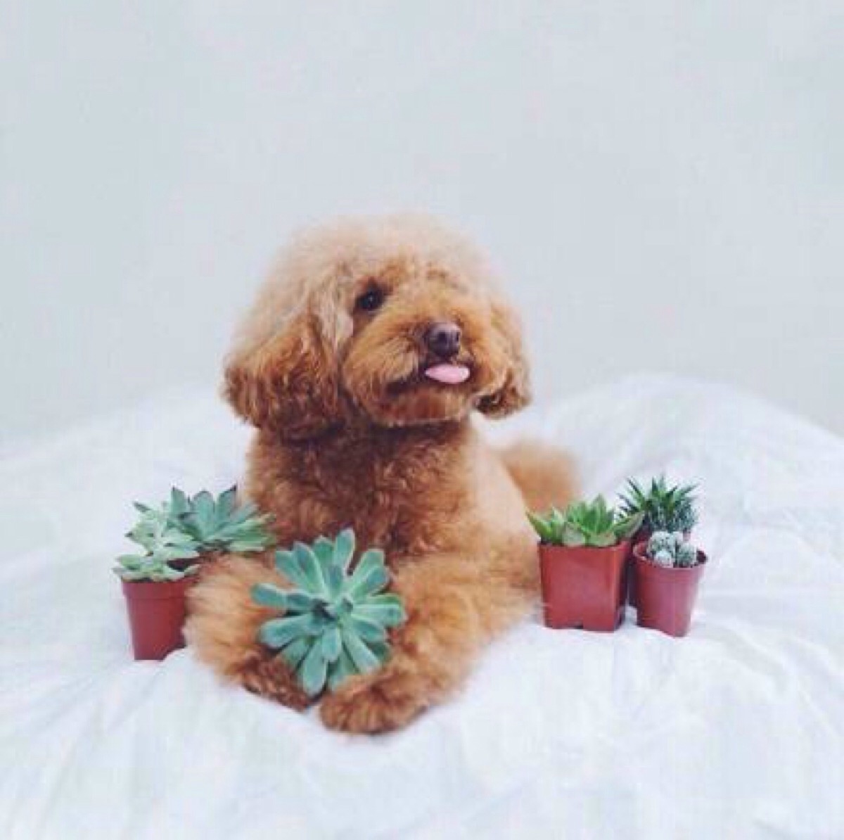 泰迪嘴超级臭怎么回事呀,我家泰迪嘴巴好臭怎么办