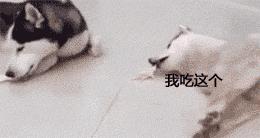 虽然她不是一个好新娘，但绝对是一个好队友！