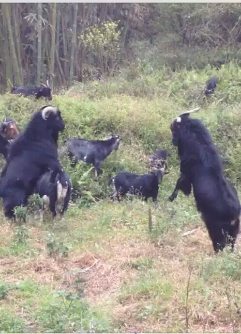 养羊领到补贴需要什么,给养殖户的福利