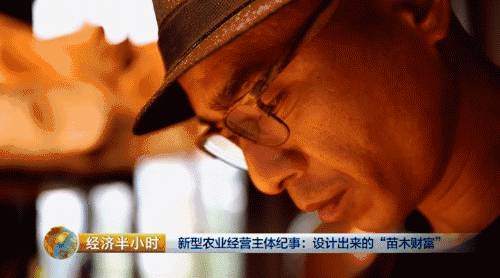 小盆栽生意赚钱吗,小盆栽几万块