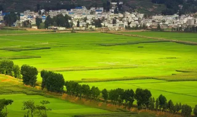有一种生活叫田园生活,向往农村的田园生活的说说