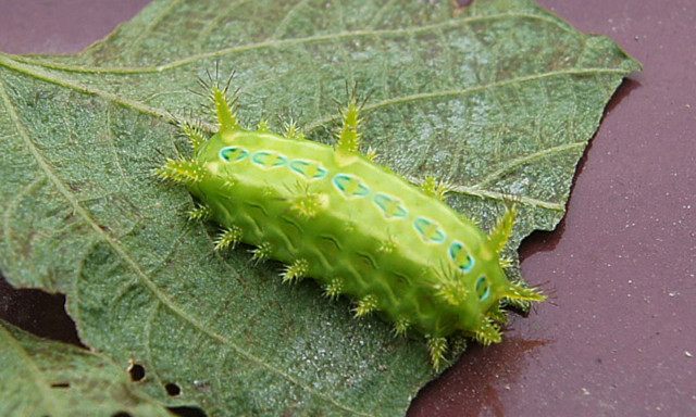 有毒毛虫蜇人怎么解毒,毒虫蛰了痛疼难忍怎么办