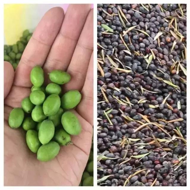 天天吃油，没听过“品油师”？这位北大博士告诉你