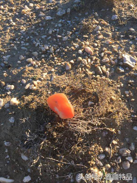 去新疆戈壁滩上捡金丝玉石头视频,宝石光金丝玉戈壁滩