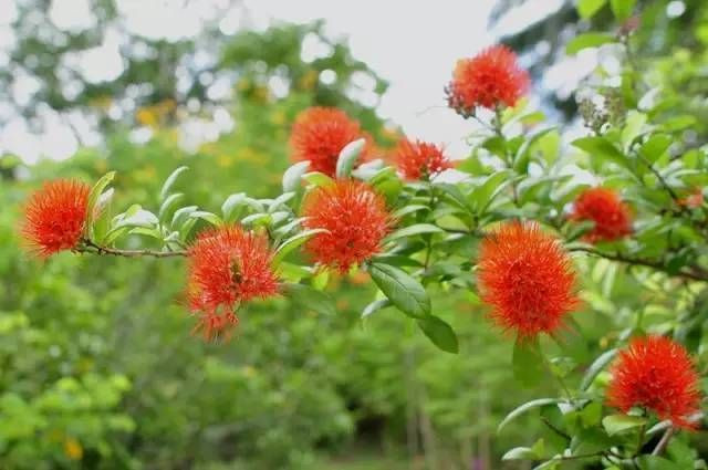 绿色的西双版纳,绿色的西双版纳完全版