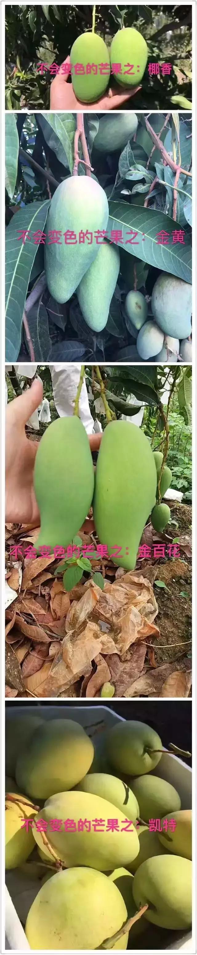 蔷薇水果店~“品控达人”的福音！