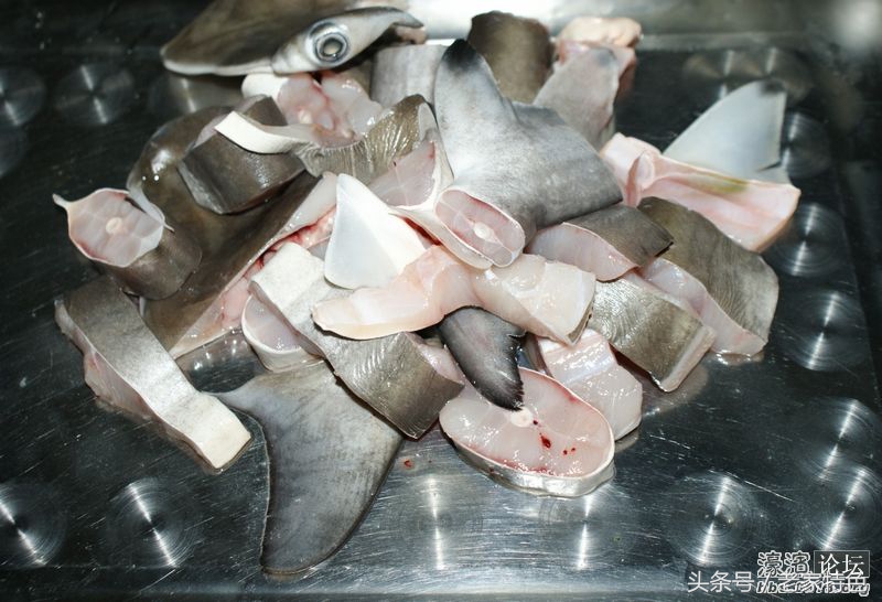 鲨鱼，今天小编教大家做鲨鱼肉这道菜、鲨鱼基本生活习性大概知识