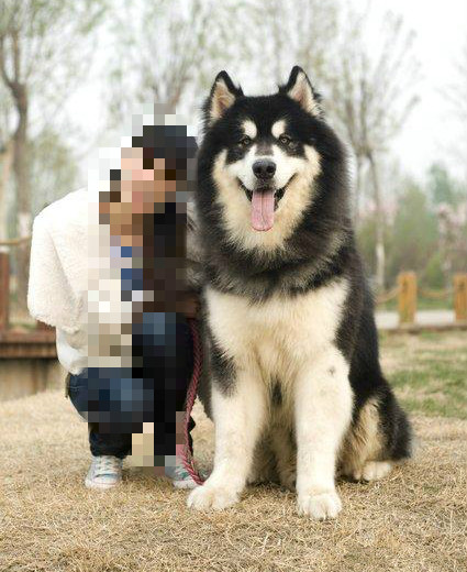 为什么我的阿拉斯加4个多月才16斤,我家的阿拉斯加叫唤还乱咬东西