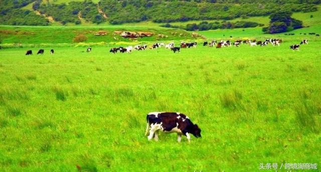 来自澳洲的补钙神器，40盒牛奶，它一袋就能够搞定