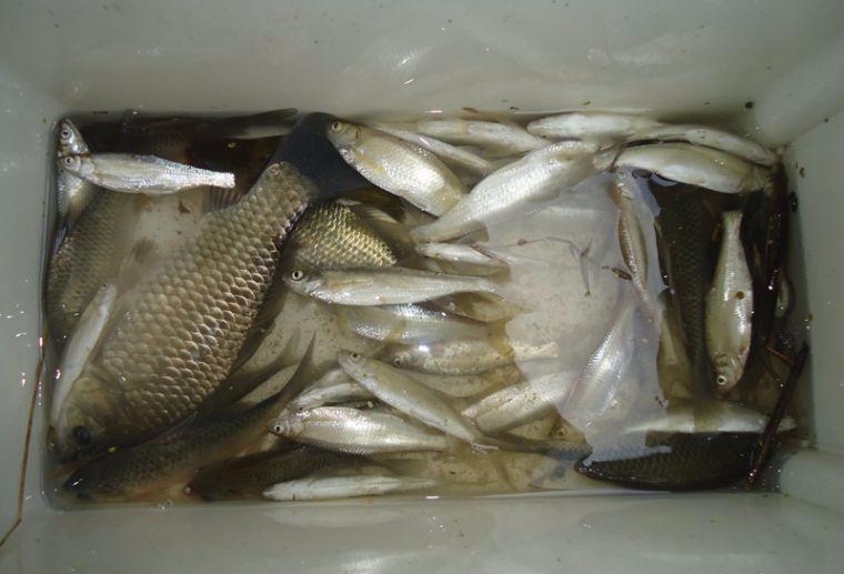 喜中大板鲫,餐条特别多如何钓鲫鱼