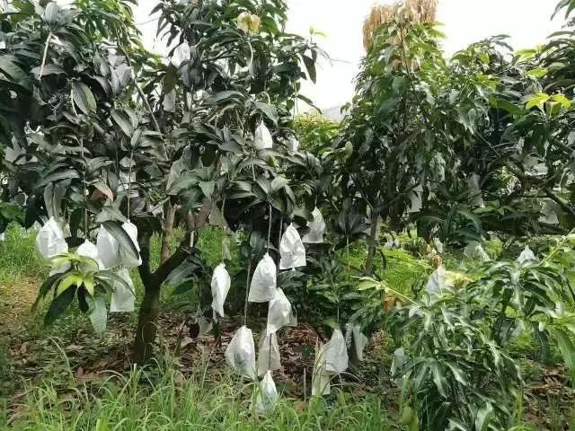 蔷薇水果店~“品控达人”的福音！